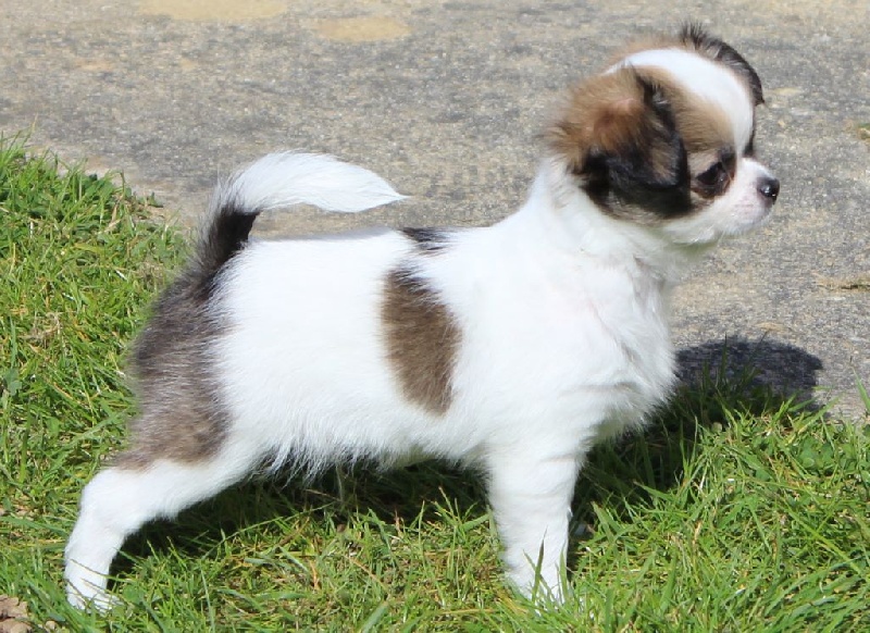 CHIOTS INDIANA DU 13/01/2015